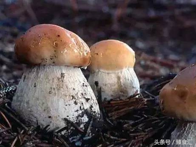 野生菌的食用与安全,野生菌安全吃法