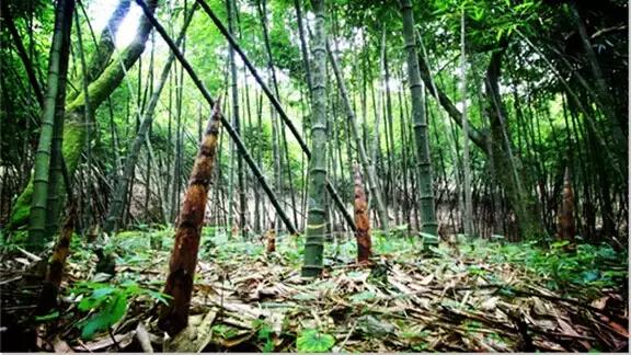 地方特色美食竹笋怎么做,重庆竹笋的家常做法