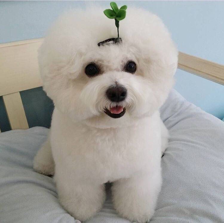 盘点十二星座对应的宠物都是什么,十二星座的专属宠物的图片