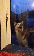 猫咪眼睑内翻解决办法,猫咪下眼睫毛内翻割眼皮后闭不上