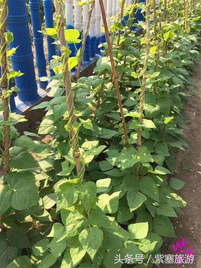 秦皇岛旅游住宿农家院,秦皇岛2日游攻略农家院