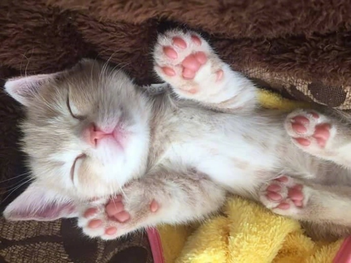 橘猫奇怪睡姿,橘猫睡了一觉