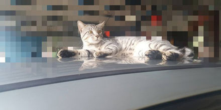 橘猫奇怪睡姿,橘猫睡了一觉