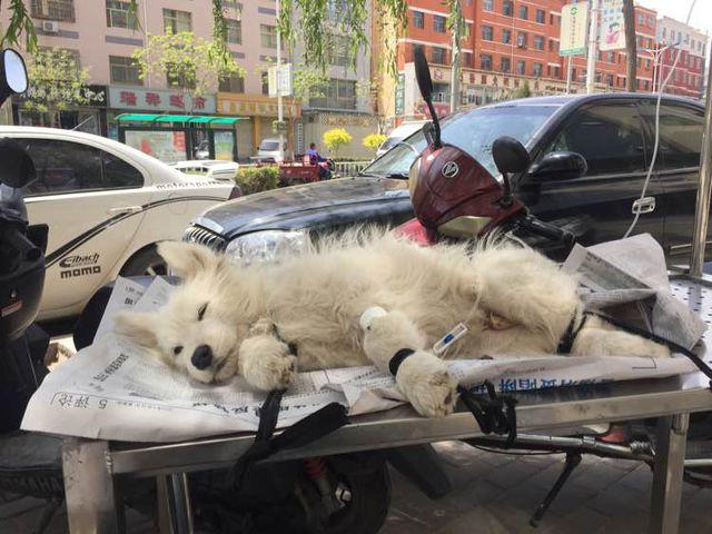 萨摩耶被挑染,萨摩耶细小治疗全过程