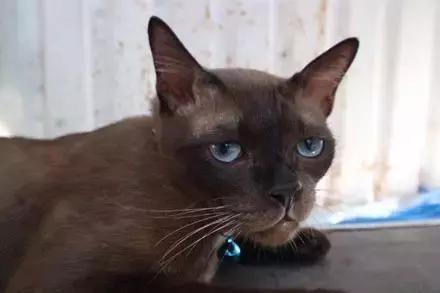 猫咪眼睑内翻解决办法,猫咪下眼睫毛内翻割眼皮后闭不上