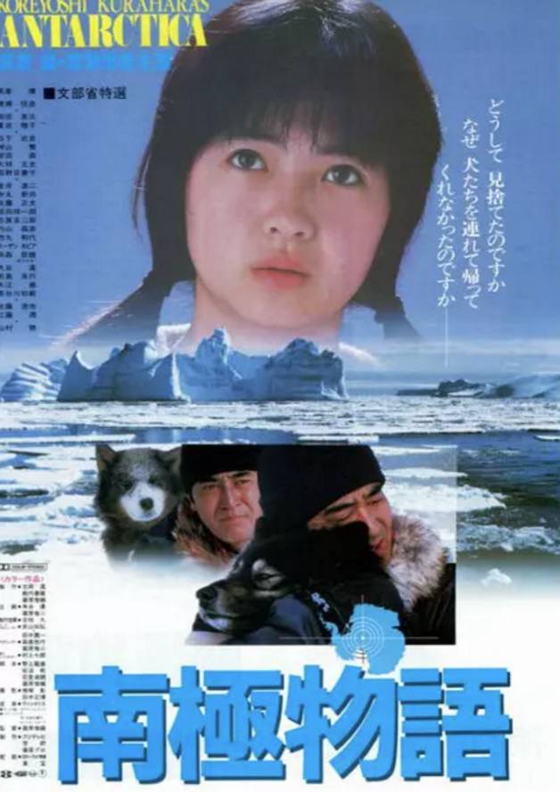 捕杀流浪猫狗的国家,大量捕杀流浪猫犯法吗