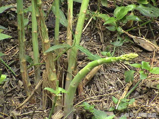 芦笋种子要怎么种植全过程,芦笋的种植时间和方法图解