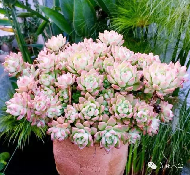10多万一盆的多肉有吗 (他凭一个浇水口诀养了2000盆多肉)