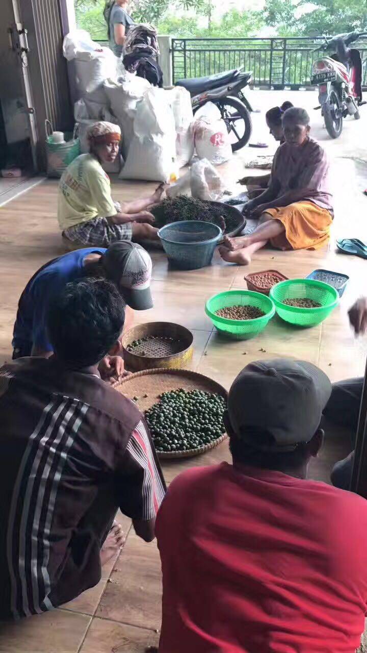 金刚菩提怎么区分大小金刚,红皮金刚菩提和黄皮金刚菩提