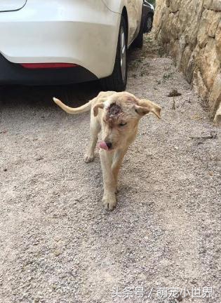 可怜两个月小流浪狗遭人虐待，尽管浑身伤口却不愿放弃生存的希望