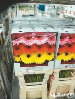 6亿资本作养料，鲜花市场究竟能开成什么样？