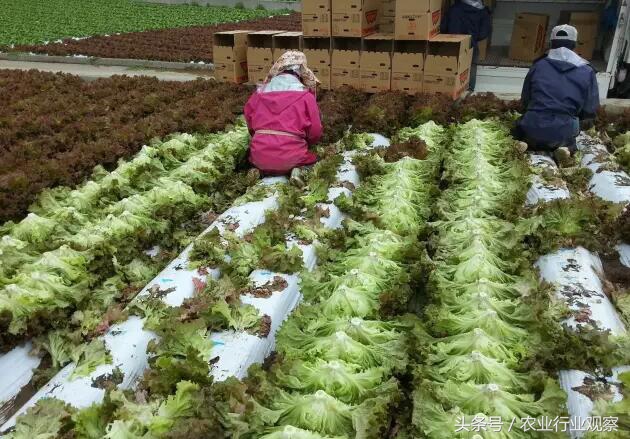 日本农业以什么经营为主,日本劳动力减少的方法