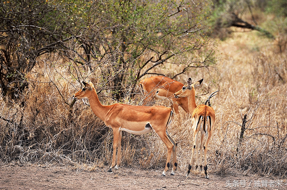肯尼亚动物大迁徙旅游,肯尼亚迁徙之旅