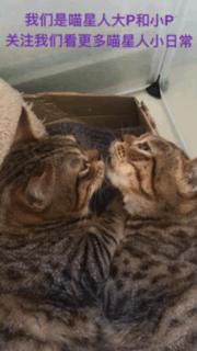 喵星人睡觉懒散,猫咪睡得太死叫不醒正常吗