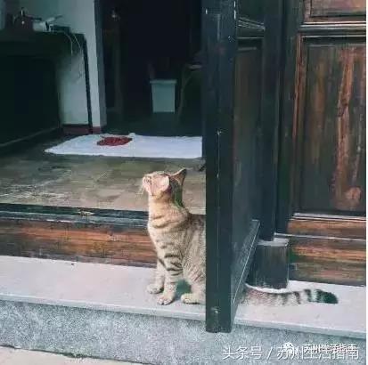 撸猫撸狗好去处苏州,苏州可以撸猫的园