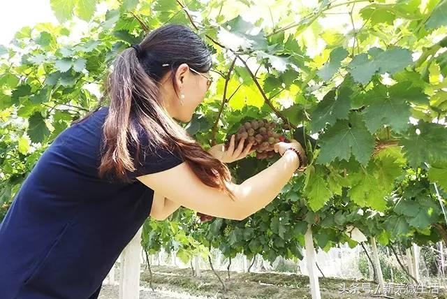 采摘葡萄正当时,采摘梨子正当时