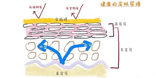luna洁面仪清洁方法,清洗luna洁面仪