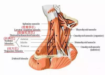 超火的一个驼背矫正,纠正驼背拱肩的训练