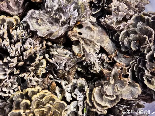 野生菌的食用与安全,野生菌安全吃法