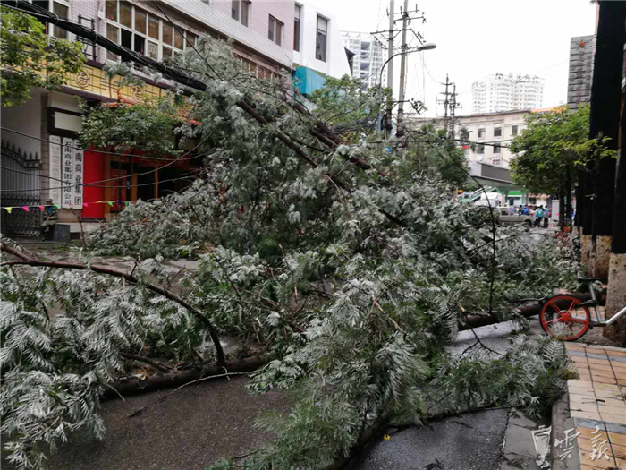 鏆撮洦琚煄韬奖瑙嗛,鏆撮洦琚煄杞﹁締琛屼汉瑙嗛
