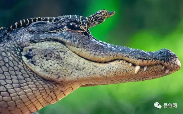 什么动物养殖最便宜最好养,特种经济动物养殖前景如何