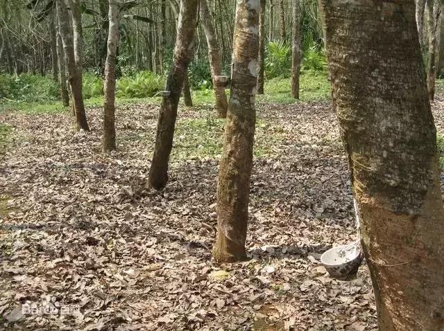 所有老司机都应该感谢这棵树，是它才成就了汽车行业