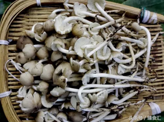 野生菌的食用与安全,野生菌安全吃法