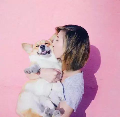 养了一只柯基,养了一只柯基和博美