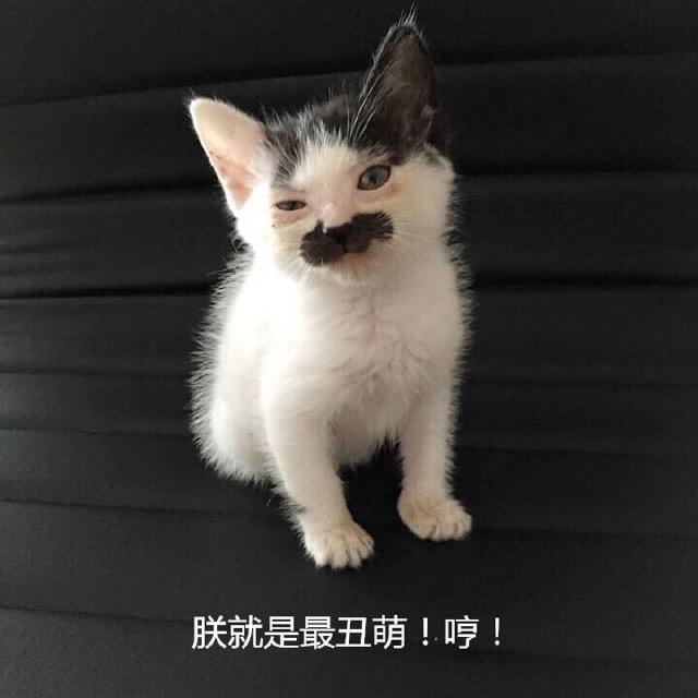 一只全方位无死角美颜的喵，和一只360度无死角的丑猫，对比伤害有多大——简直没眼看了