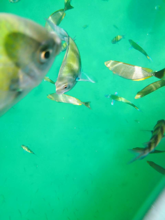 兰卡威一日游详细攻略,兰卡威3天2晚的自由行攻略