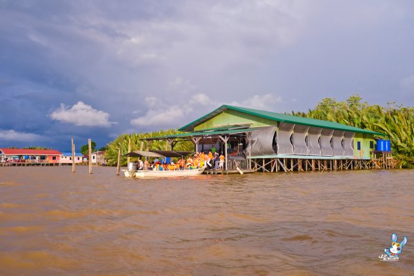 探寻野生动物,野生长鼻猴