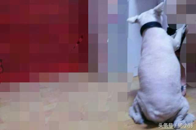 萨摩耶回农村后的生活,农村萨摩耶