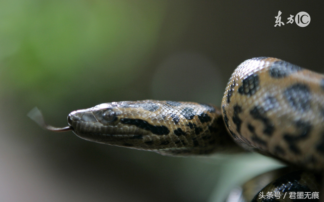森蚺遇到其他蛇,当森蚺遇到其他蛇