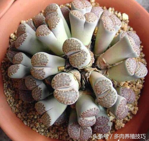 生石花徒长怎么救,生石花根干枯