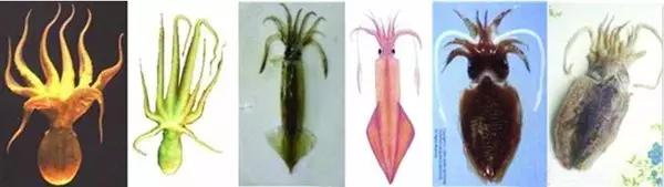 干锅墨鱼仔的正宗做法视频,半成品包装墨鱼仔干锅做法