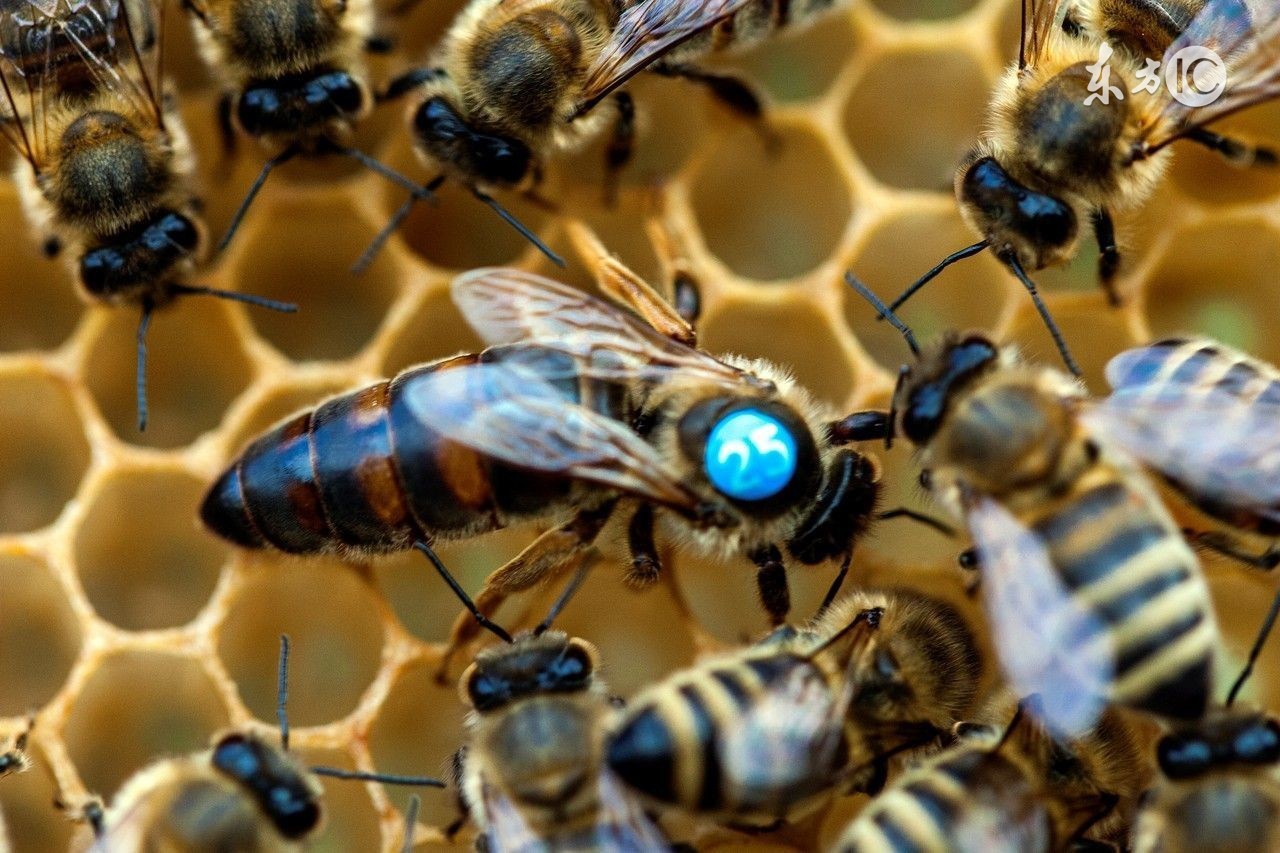 蜜蜂养殖技术入门与实战,蜜蜂养殖技术新手养蜂入门