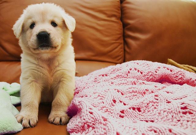 闲话毛小孩之狗食进化论