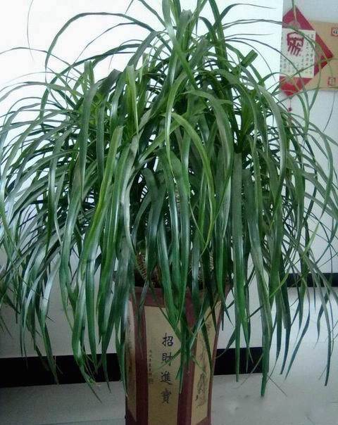 为什么我老是把花养死了,花养死了要丢掉吗