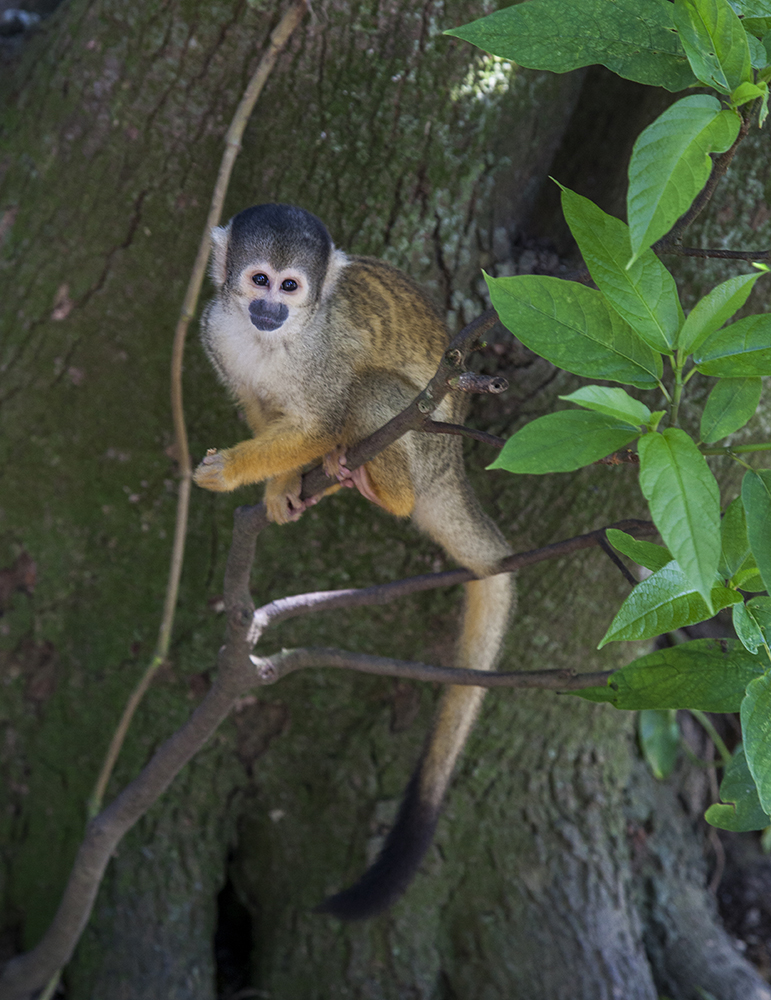 日本喜欢泡温泉的动物,日本爱泡温泉的狗子