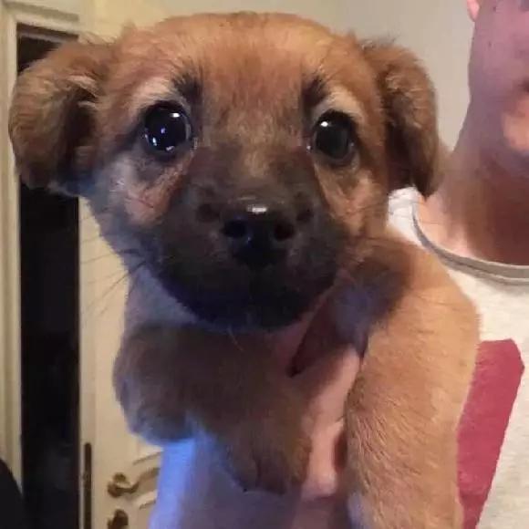 2022上海宠物领养中心官网,上海宠物领养日申请领养概率