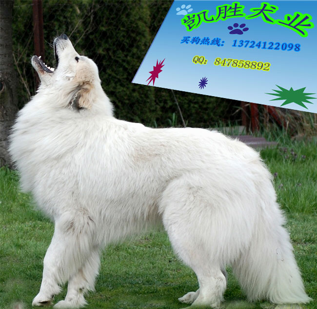 十大最忠诚的狗排名大白熊犬,大白熊犬大型犬品种大全带图