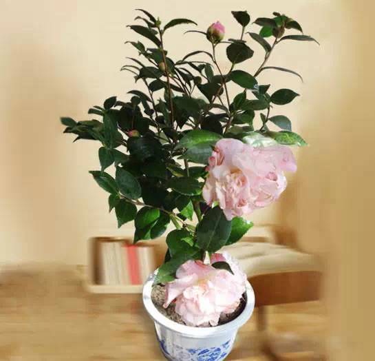 为什么我老是把花养死了,花养死了要丢掉吗