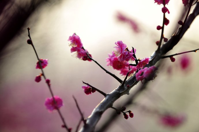 赏梅的正当时候,最是一年春光好踏春赏梅正当时