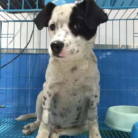 上海嘉定哪里有免费领养狗,瑶海区附近最近的宠物领养