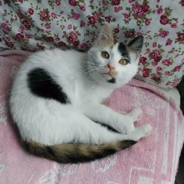 上海嘉定哪里有免费领养狗,瑶海区附近最近的宠物领养