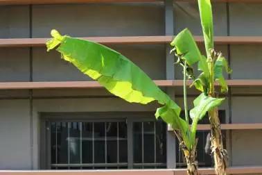 园林芭蕉视频,芭蕉跟香蕉的区别图片