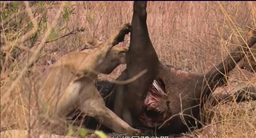 老狮子生病了,老狮子的下场