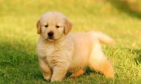 金毛怎么训练定点大小便,怎么训练大金毛狗狗大小便