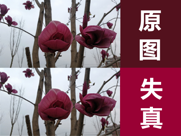 手机拍照发给好友很模糊怎么回事,手机拍的照片发给别人就不清楚了