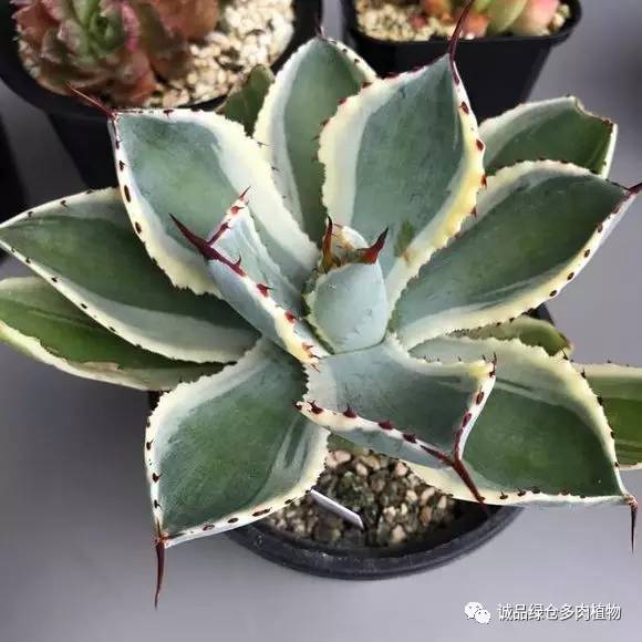 日本特价展会,日本多肉植物博览会